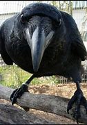 five step guide: how to be like a crow image 28