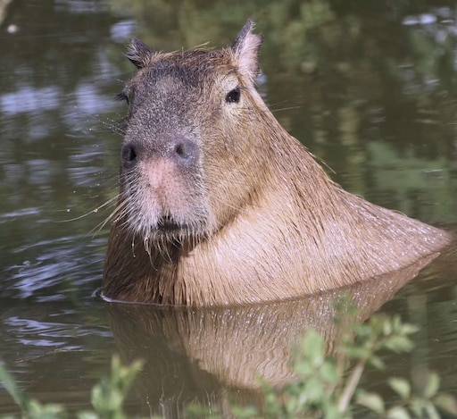 Капибара ул николая химушина 2 7с7 фото Капибара ул николая химушина 2 7с7 фото