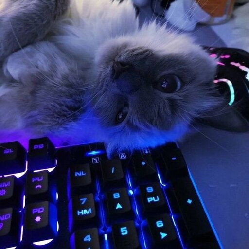 Котики фото на клавиатуру Котики фото на клавиатуру