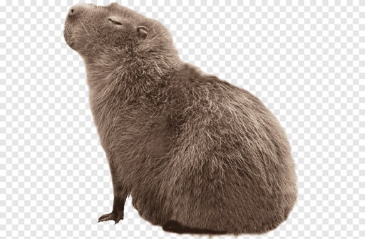Капибара фото png Капибара фото png