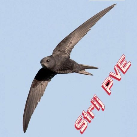 Как выглядит стриж птица фото Как выглядит стриж птица фото