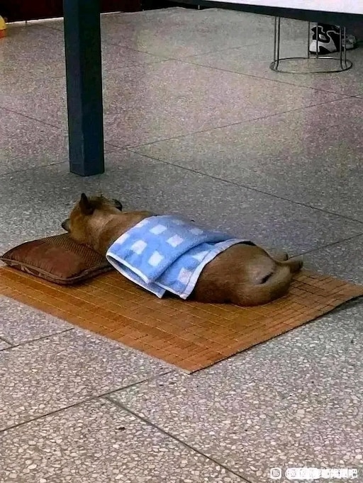 LS .””A Heartwarming Act Amidst the Chill: Homeless Pup Kira Finds Comfort in a Blanket Offered by a Kind-hearted Stranger, Spreading Inspiration Through Small Acts of Compassion to Multitudes.””