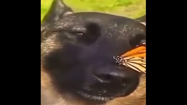 Steam Workshop::собака с бабочкой на носу