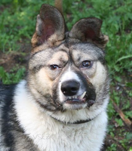 Мем ой собака ты куда Мем ой собака ты куда