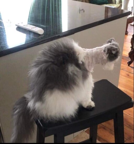 Мем с бритым котом Мем с бритым котом