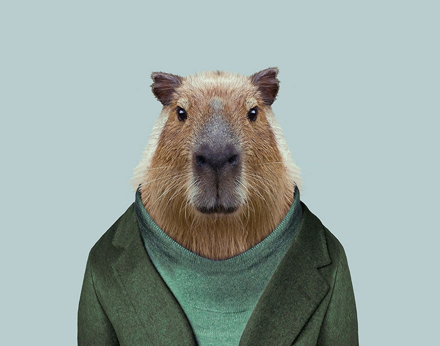 Капибара фото голова Capybara Капибара, Самые милые животные, Забавные зверюшки