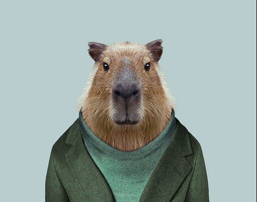 Капибара фото голова Капибара фото голова