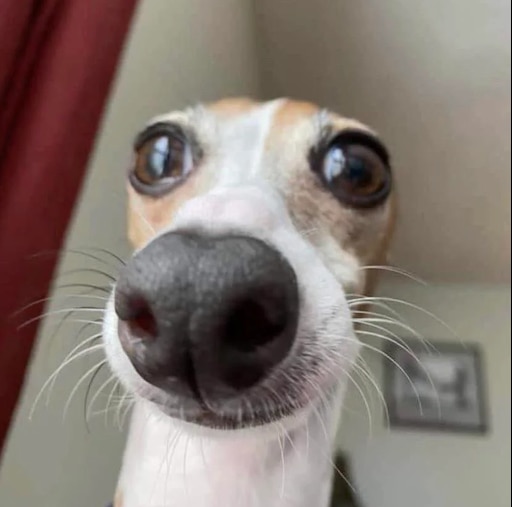 Мем собака играет с кегой Мем собака играет с кегой