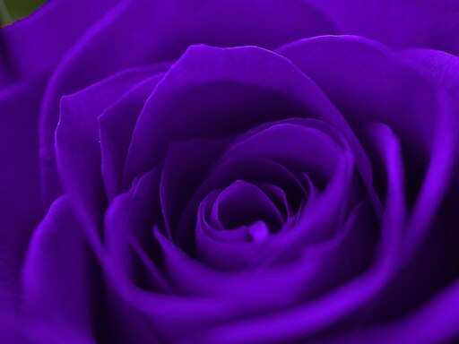 Красно фиолетовый цвет фото Красно фиолетовый цвет фото