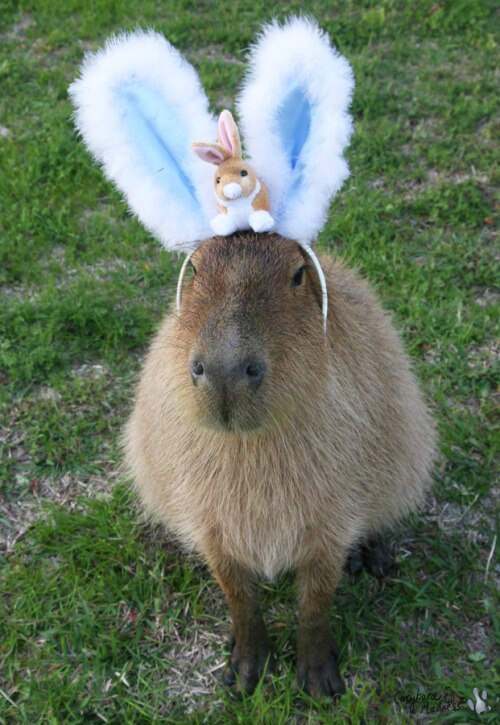 Капибара фото смешные картинки Капибара фото смешные картинки