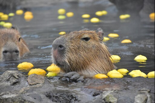 Капибара фото в воде Капибара фото в воде