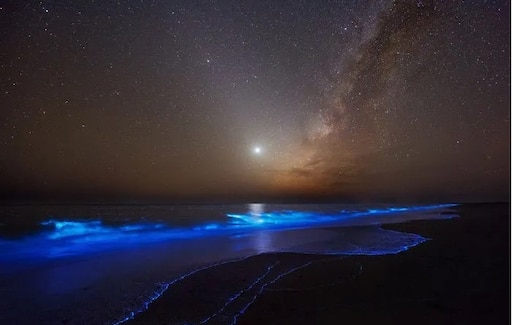 Море звезды фото Море звезды фото