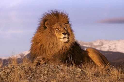 Лев фото описание Лев фото описание