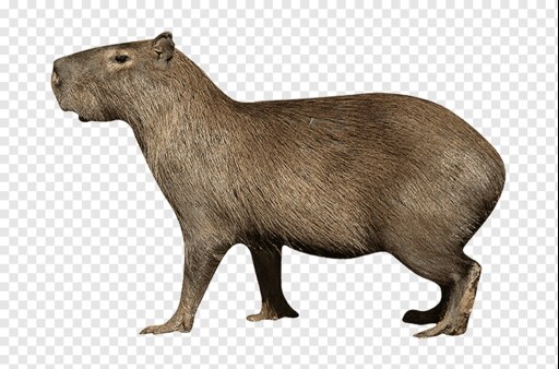 Капибара фото png Капибара фото png