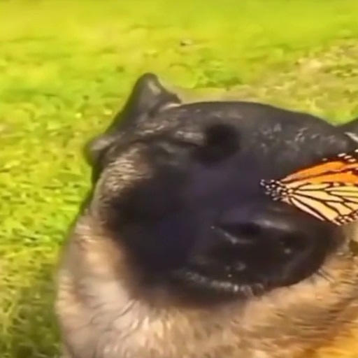 Steam Workshop::Собака с бабочкой на носу