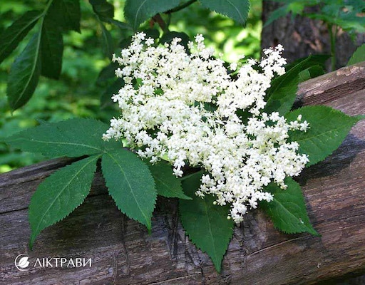 Бузина цветет фото Бузина цветет фото
