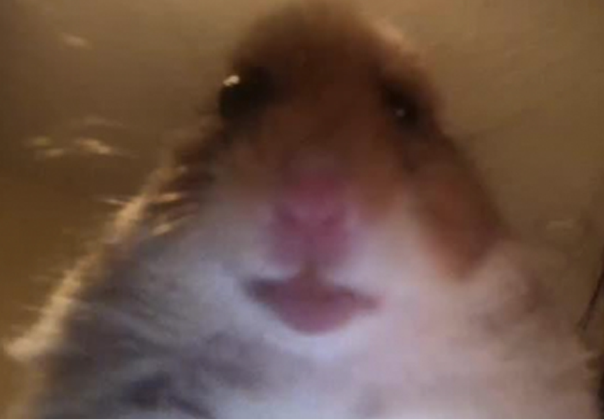 Грустный хомяк мем скачать картинку "Meme hamster with very large black ." image created in Shedevrum