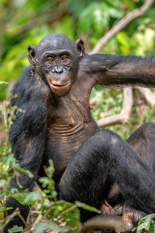 Карликовый шимпанзе 6. Приматы бонобо. Бонобо обезьяна. Карликовые шимпанзе бонобо. Шимпанзе бонобо и человек.