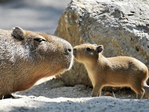 Se puede tener una capibara de mascota