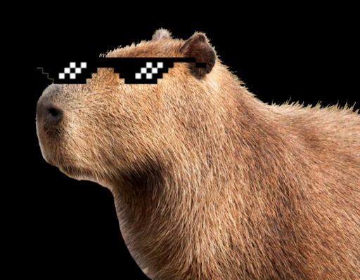 Капибара фото смешные на аватарку Капибара фото смешные на аватарку