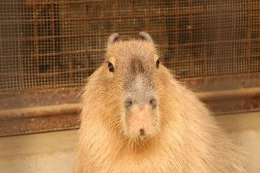 Капибара фото мем Капибара фото мем