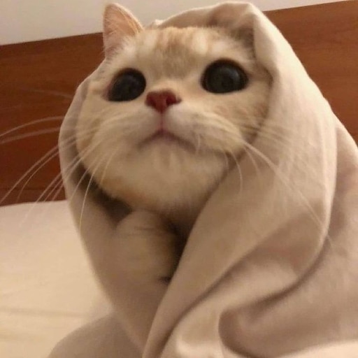 This animated cat pfp, got multiple sources but none point to