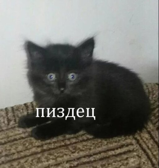 Мем с котом нихуя себе Мем с котом нихуя себе