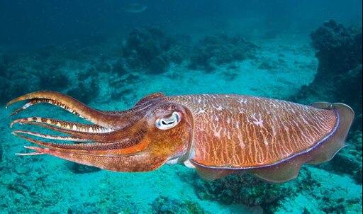 Как выглядит каракатица морская фото Как выглядит каракатица морская фото