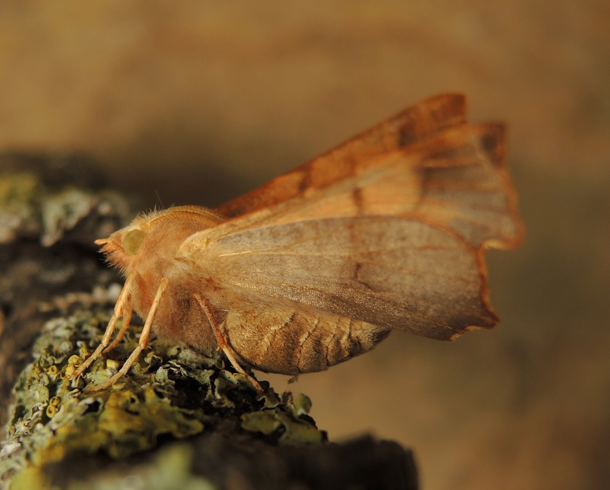 Steam Community :: Guide :: 1,500 images of moths