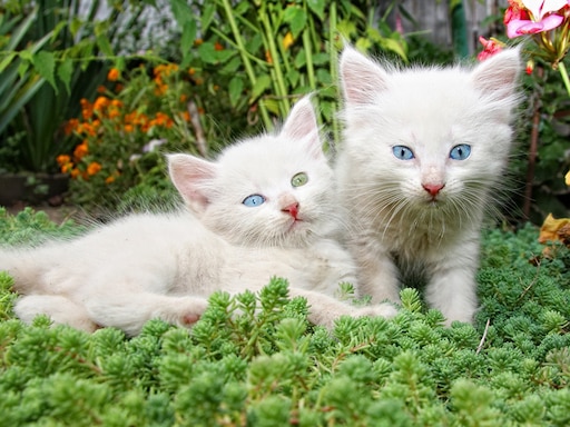 12 котят фото 12 котят фото