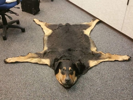 Как выглядят собаки после Как выглядят собаки после