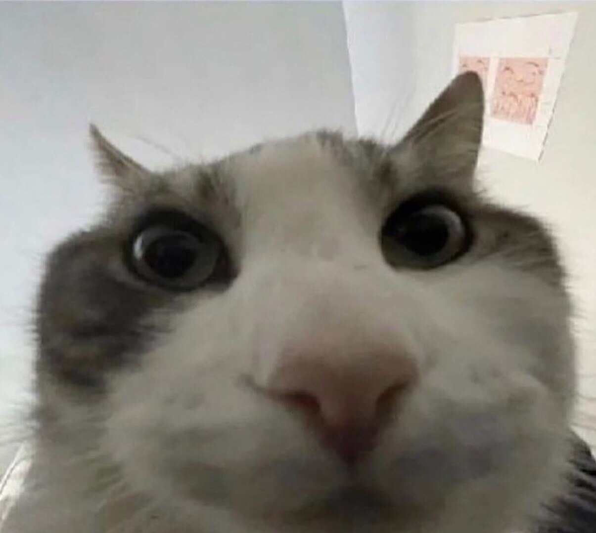 Big Floppa Cat Meme Your Balls I Require Them Cat in the -  Norway