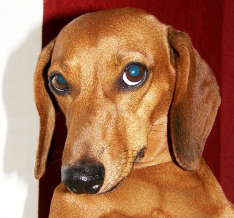 Как должна выглядеть такса New Dachshund Puppy Essential Supplies dachshund-central Cute dogs, Dachshund
