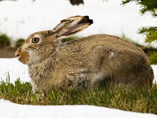 Заяц русак фото зимой и летом Заяц русак фото зимой и летом