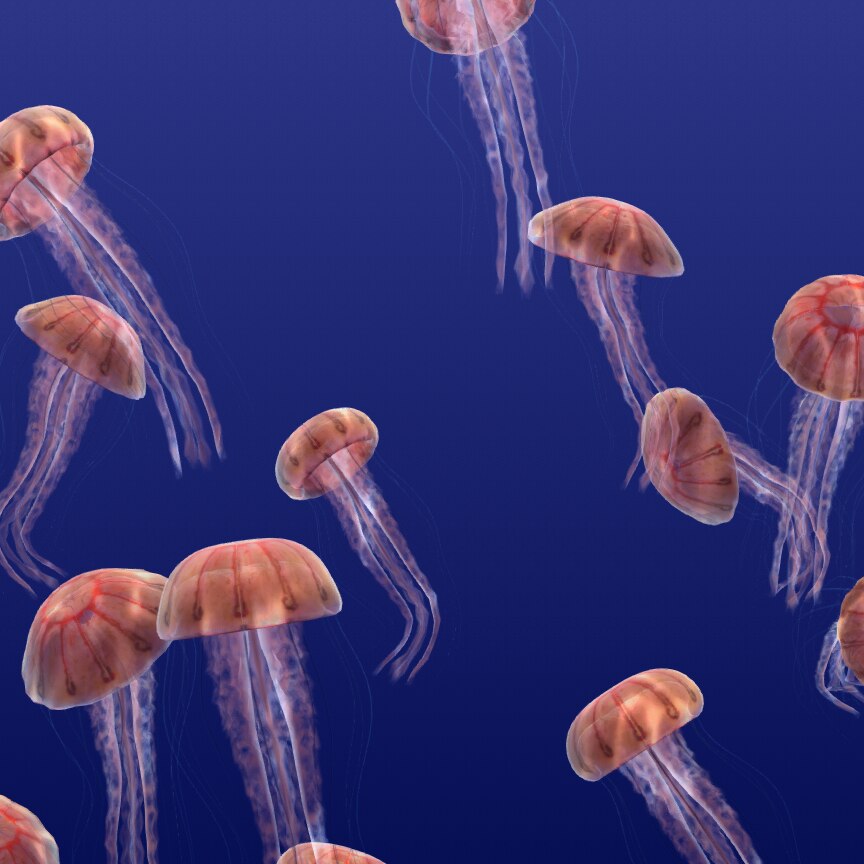 Jellyfish