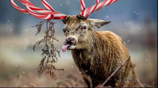 Лучшее фото оленей Лучшее фото оленей