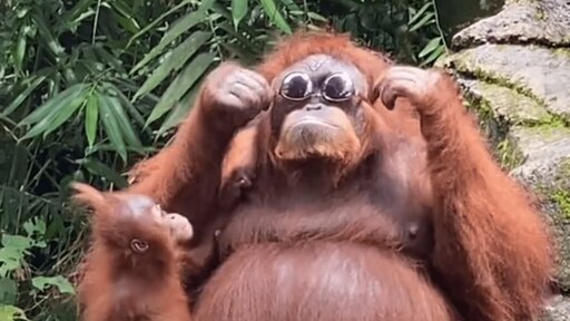 Орангутанг фото смешные Орангутанг фото смешные