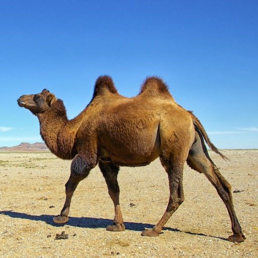 Верблюд фото животного Верблюд фото животного