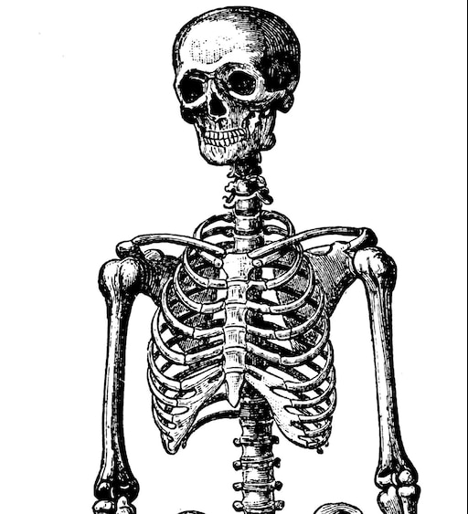 Поверхность скелета. Скелет. Скелет человека. Скелет иллюстрация. Скелет человека анфас.