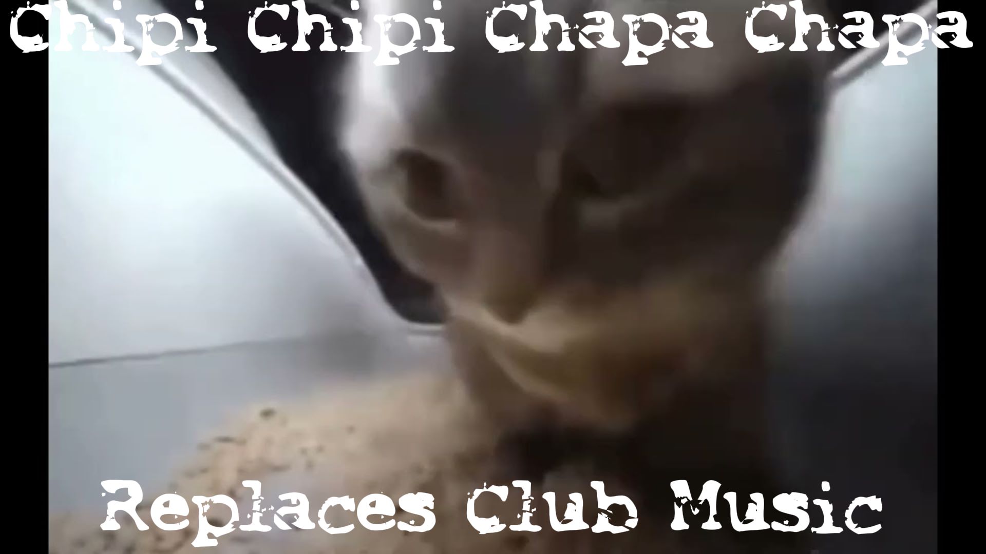 Чипи чипи чапа чапа это. Chipi chipi chapa кот. Чипи чипи чапа чапа это. Чипи чипи чапа чапа это. Чипи чипи чапа чапа это.