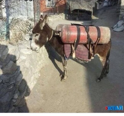 Ишак на газу фото Ишак на газу фото