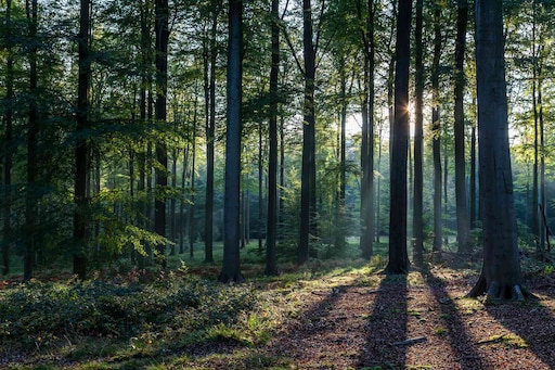 Лес обычное фото Лес обычное фото