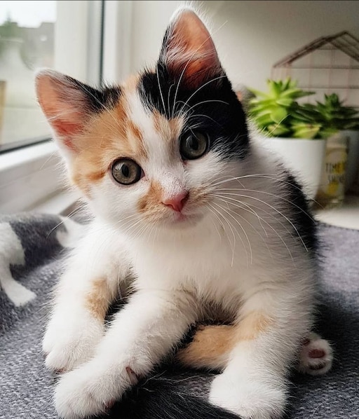 Как назвать фото с котом Как назвать фото с котом