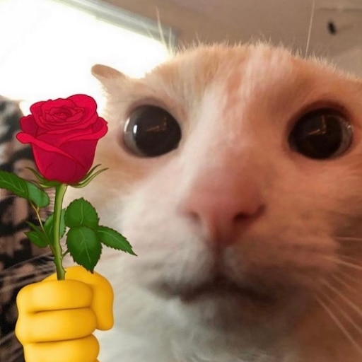 Мемы кот с цветами Мемы кот с цветами