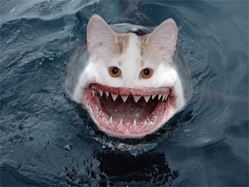 Акулы смешные фото Happy white Shark, Great white shark, Shark week