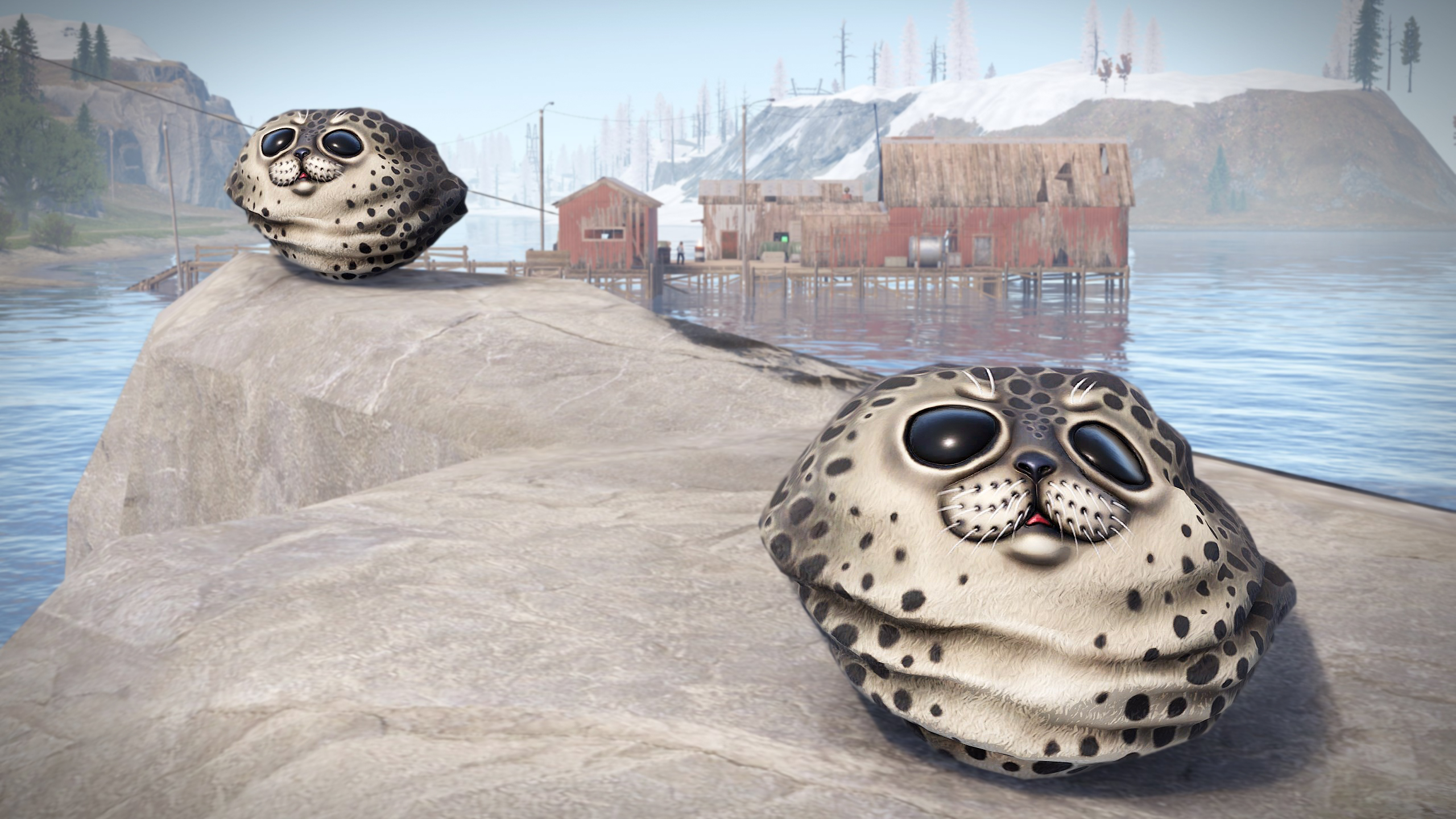 Harbor Seal Rock thumbnail 8