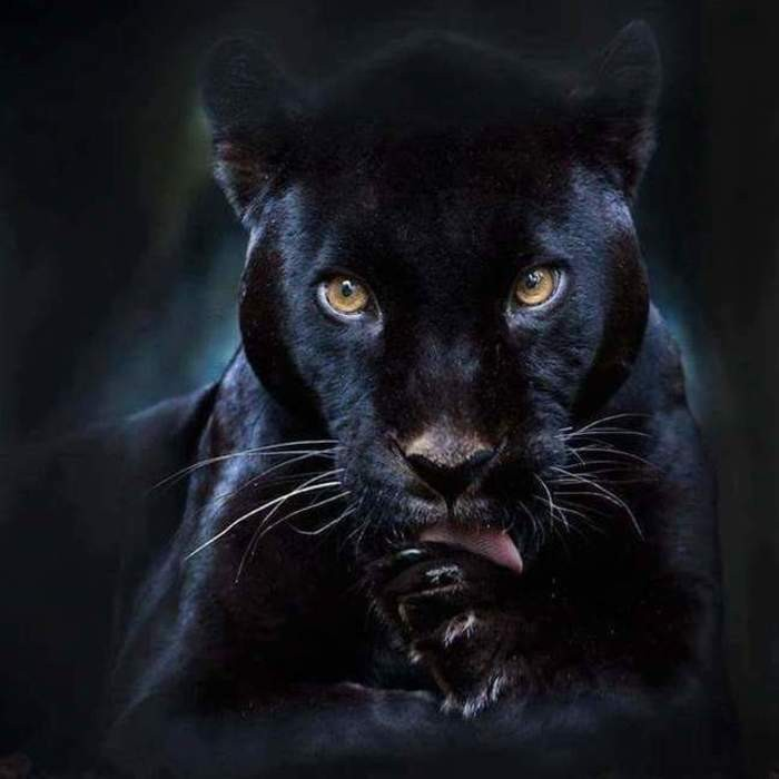 Как выглядит белая пантера Black Panther ABENJ слушать онлайн на Яндекс Музыке