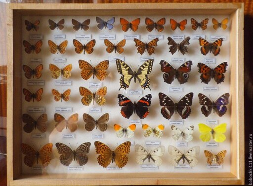 Породы бабочек с фото и названием Породы бабочек с фото и названием