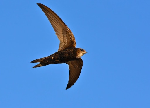 Как выглядит стриж фото Как выглядит стриж фото