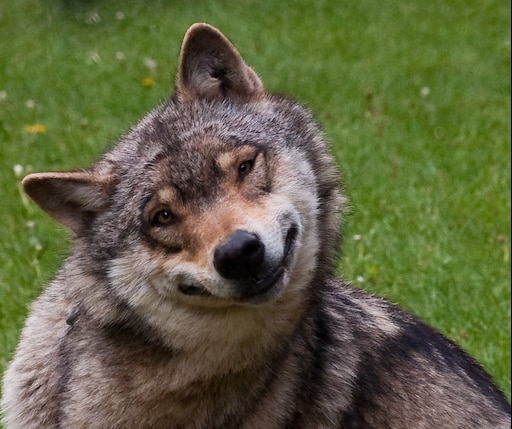 Прикол фото волк Прикол фото волк